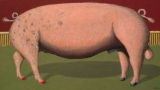 schwein